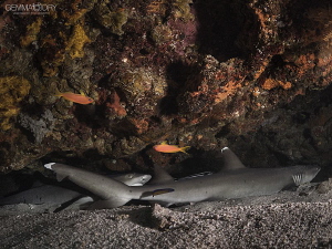 Whitetip reef sharks and a few upside down fish! by Gemma Dry 